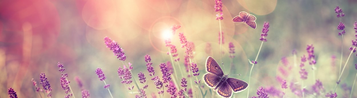 Field of lavender with butterflies