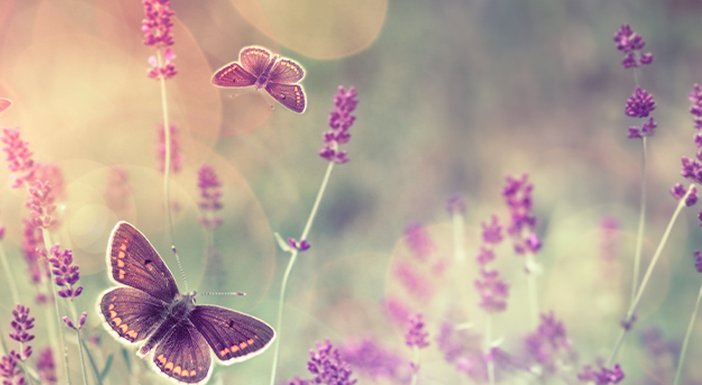 Field of lavender with butterflies