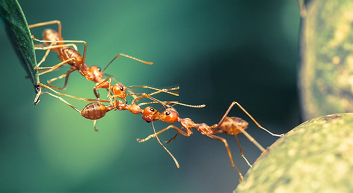 A chain of 4 ants creating a link between a leaf to a green berry